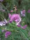 Swainsona galegifolia