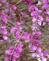 Symphoricarpos orbiculatus