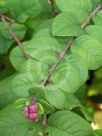 Symphoricarpos orbiculatus