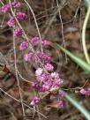 Symphoricarpos orbiculatus