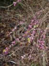 Symphoricarpos orbiculatus