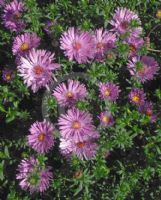 Symphyotrichum novi-belgii