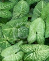 Syngonium podophyllum