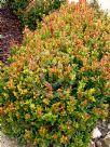 Syzygium australe Orange Twist