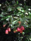 Syzygium australe