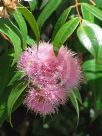 Syzygium Cascade