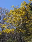 Handroanthus chrysanthus