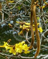 Handroanthus chrysotrichus