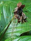 Tacca chantrieri