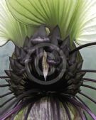 Tacca integrifolia