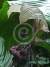 Tacca integrifolia