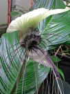 Tacca integrifolia