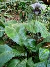 Tacca integrifolia