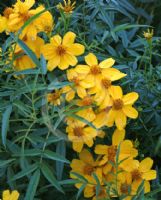 Tagetes lemmonii