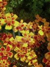 Tagetes patula