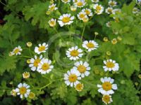 Tanacetum parthenium Aureum