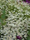 Tanacetum parthenium Aureum