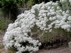 Tanacetum ptarmiciflorum