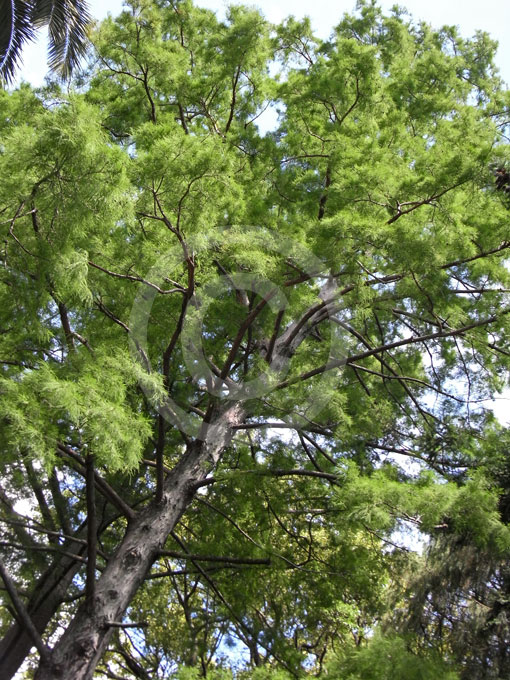 Taxodium distichum Skyward | Bald Cypress | Pea Ridge Forest