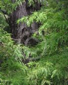 Taxodium distichum