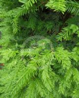 Taxus baccata