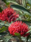 Telopea speciosissima Corroboree