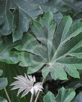 Tetrapanax papyrifer