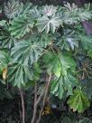 Tetrapanax papyrifer