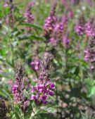 Teucrium argutum