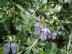 Teucrium fruticans