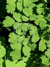 Thalictrum aquilegiifolium