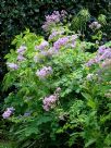 Thalictrum aquilegiifolium