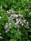 Thalictrum delavayi