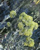 Thalictrum flavum glaucum