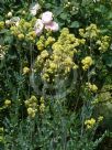 Thalictrum flavum glaucum