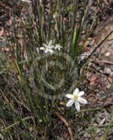 Thelionema caespitosum