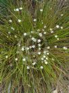 Thelionema umbellatum