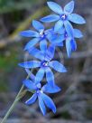 Thelymitra ixioides