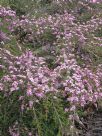 Thryptomene denticulata