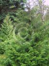 Thuja koraiensis