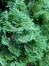 Thuja occidentalis Fastigiata