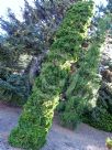 Thuja occidentalis Fastigiata