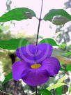 Thunbergia erecta