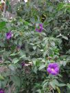 Thunbergia erecta