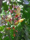 Thunbergia mysorensis