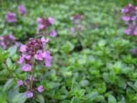 Thymus citriodorus