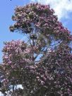 Tibouchina Noelene