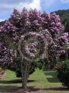 Tibouchina Noelene