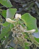 Tilia europaea