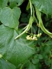 Tilia europaea